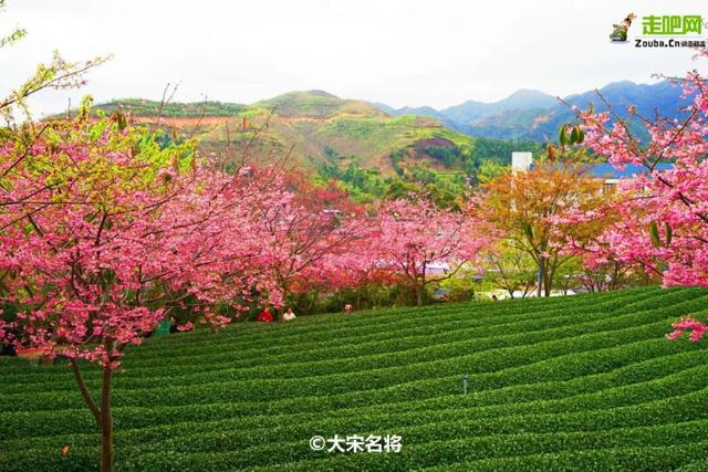 福建有个比无量山大20倍的樱花园，堪称世界之最，现在正颜值巅峰