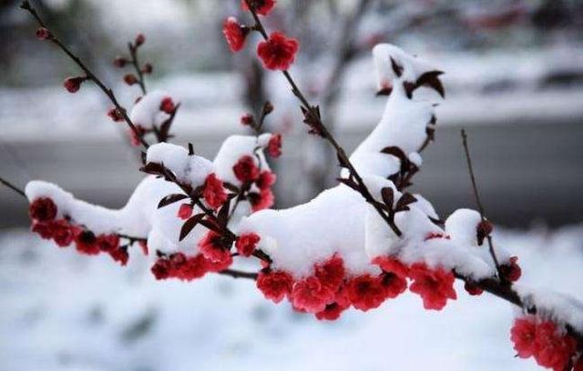 「诗词鉴赏」梅花香自苦寒来，诗词中的雪梅，太美了