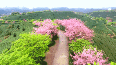 福建有个比无量山大20倍的樱花园，堪称世界之最，现在正颜值巅峰