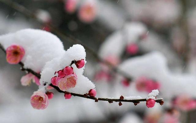 「诗词鉴赏」一场大雪，一首诗，一枝梅，好诗词带你雪后寻梅……