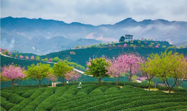 福建有个比无量山大20倍的樱花园，堪称世界之最，现在正颜值巅峰