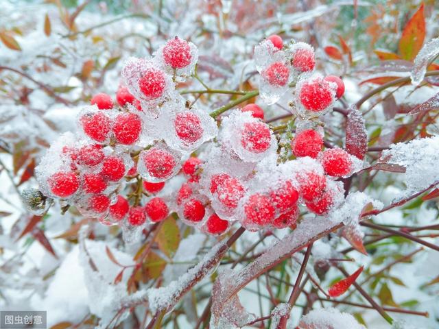 路遥短篇小说：风雪腊梅