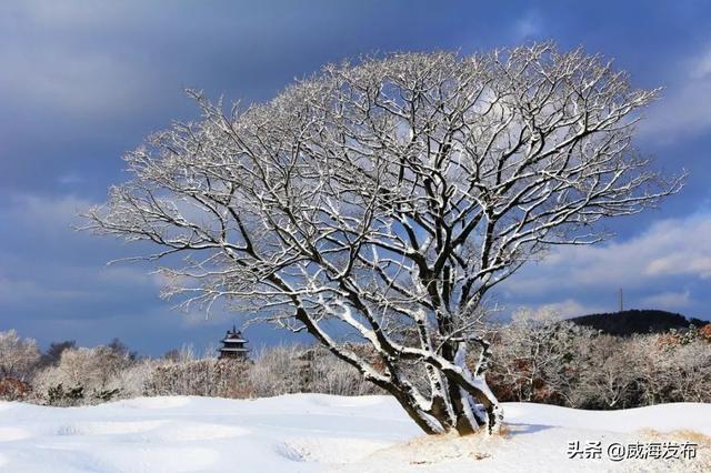 雪落威海，惊艳了整个冬天！