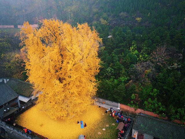 终南山脚下千年古寺：赏唐太宗亲手栽的银杏树，还能体验短期出家