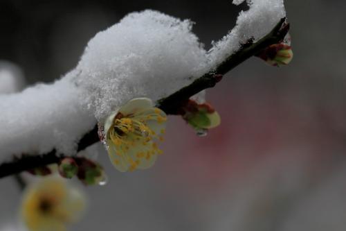 且待雪落，我与梅花两白头