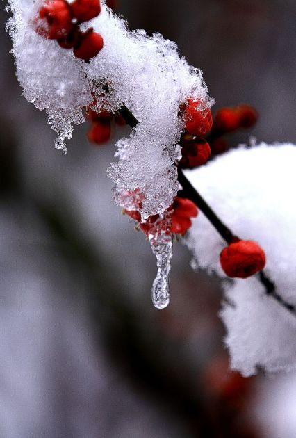 「诗词鉴赏」一场大雪，一首诗，一枝梅，好诗词带你雪后寻梅……