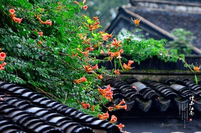 诗词里的雨，宛然若你