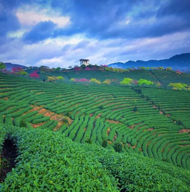 福建有个比无量山大20倍的樱花园，堪称世界之最，现在正颜值巅峰