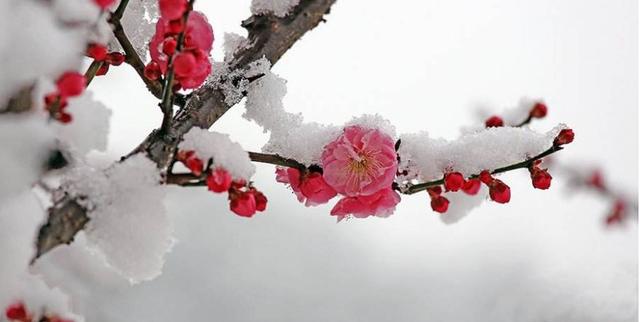 「诗词鉴赏」一场大雪，一首诗，一枝梅，好诗词带你雪后寻梅……