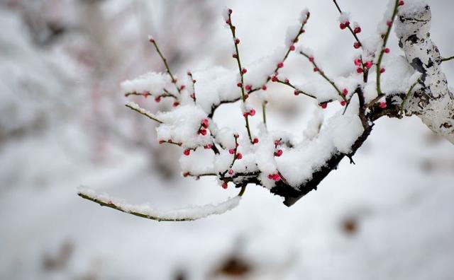 「诗词鉴赏」一场大雪，一首诗，一枝梅，好诗词带你雪后寻梅……