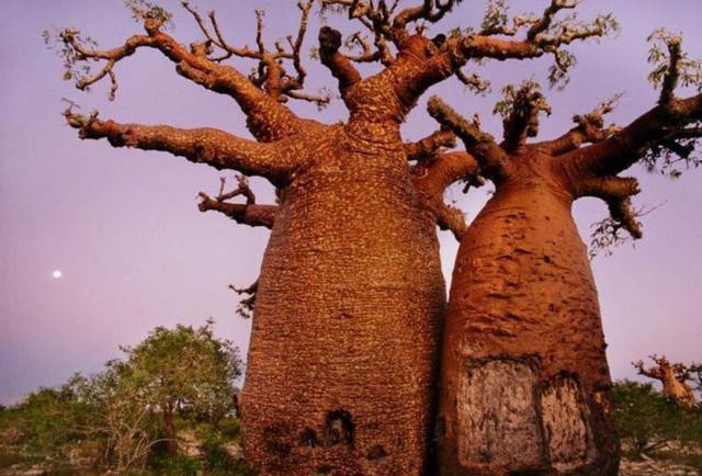 世界上最魔幻的树，树上不仅长面包，还可以喝水！被称为生命之树