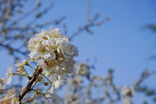 春节赏花地图出炉，樱花梅花正绽放，快来广东过春天吧