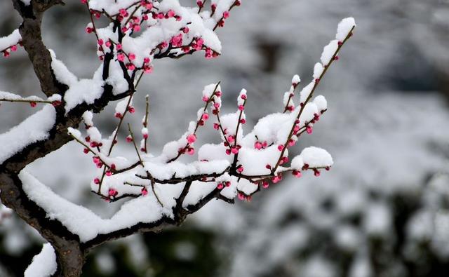 「诗词鉴赏」一场大雪，一首诗，一枝梅，好诗词带你雪后寻梅……