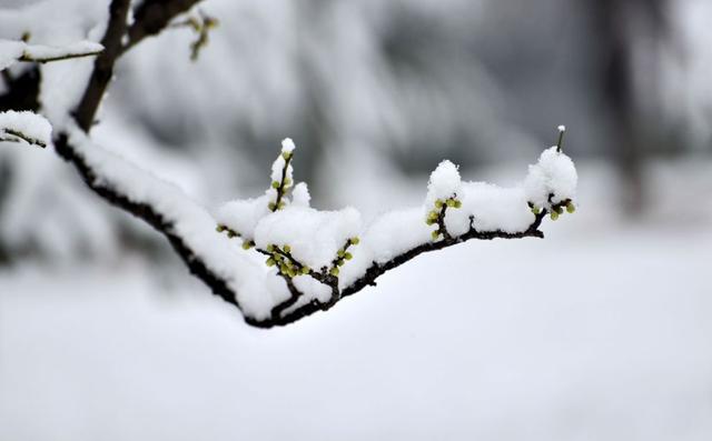 「诗词鉴赏」一场大雪，一首诗，一枝梅，好诗词带你雪后寻梅……