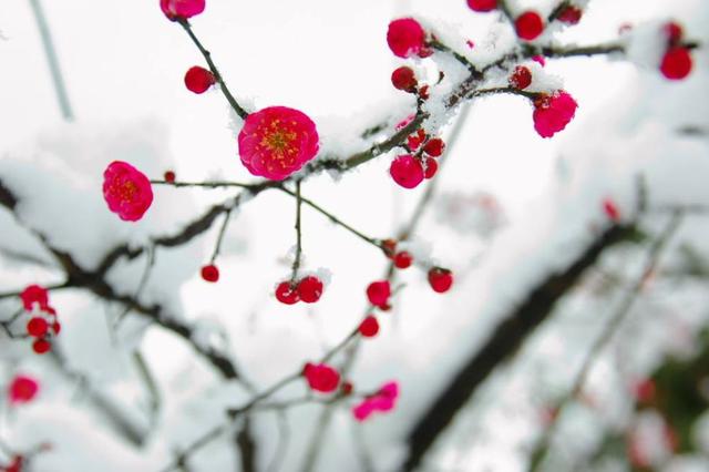 「诗词鉴赏」一场大雪，一首诗，一枝梅，好诗词带你雪后寻梅……