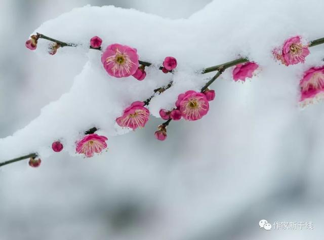 「金小说」李雨生 |那个叫初雪的女孩