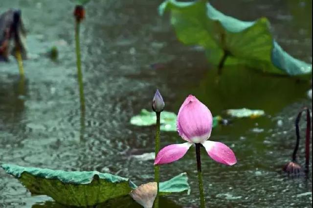 庭院•宜观宜赏，宜静思