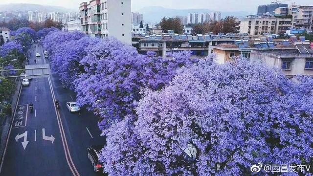 四川这座小城，蓝花楹美得不像话！比国外还浪漫