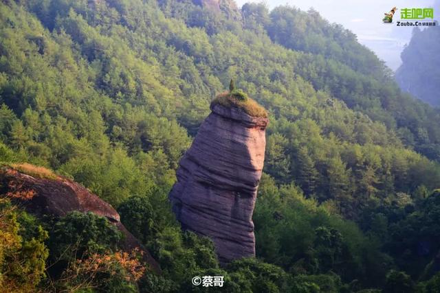 福建有个比无量山大20倍的樱花园，堪称世界之最，现在正颜值巅峰