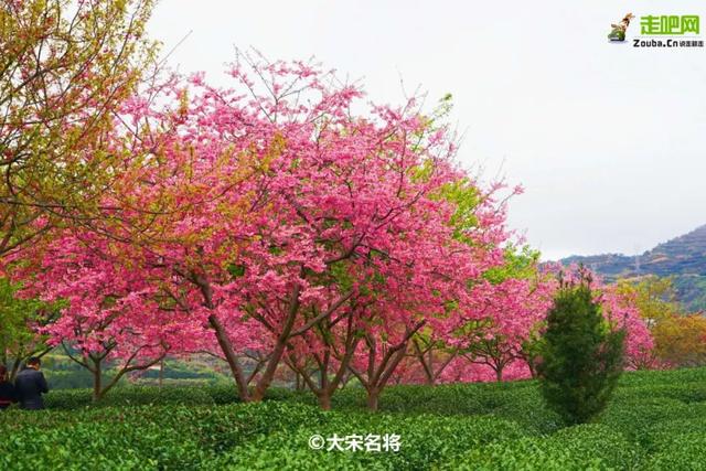 福建有个比无量山大20倍的樱花园，堪称世界之最，现在正颜值巅峰