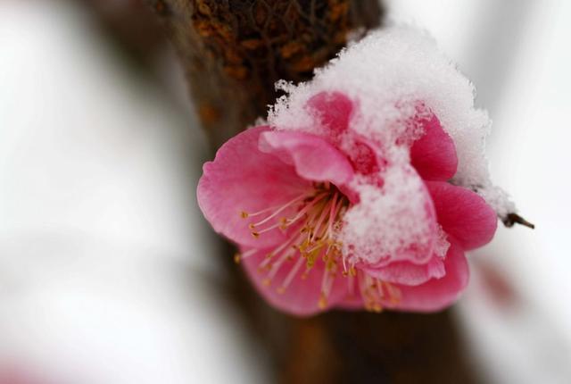 「诗词鉴赏」梅花香自苦寒来，诗词中的雪梅，太美了