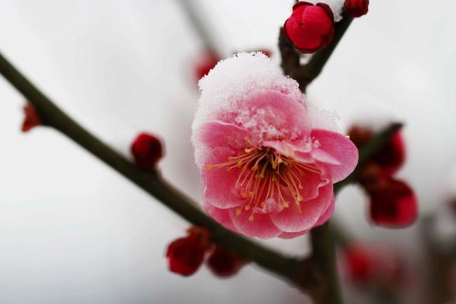 「诗词鉴赏」梅花香自苦寒来，诗词中的雪梅，太美了