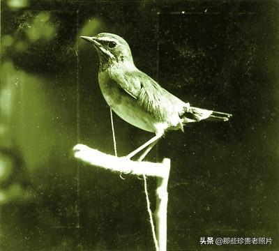 一组清末民初北京养鸟人的老照片，太珍贵了