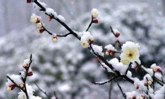 「诗词鉴赏」一场大雪，一首诗，一枝梅，好诗词带你雪后寻梅……