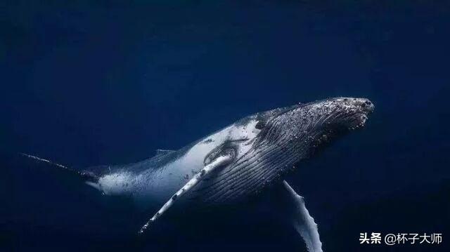 如果不慎被鲸鱼吞下怎么办？研究人员作死亲自测试，最终成功逃脱
