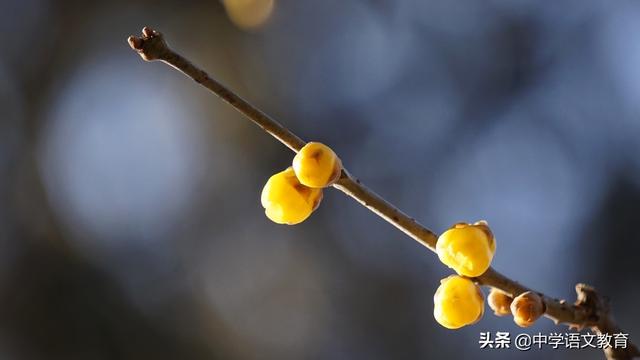 诗歌鉴赏：阴铿的《雪里梅花诗》，为孩子转发，学习