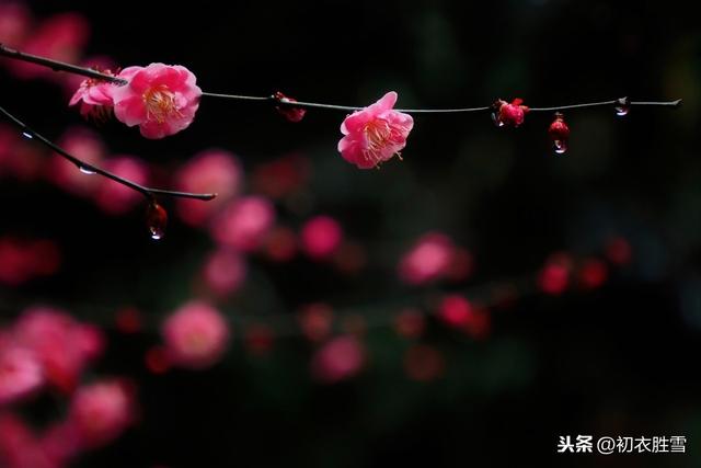 春雨读诗：数声春雨微中酒，绝好梅花大欠诗