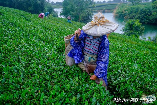 国内最著名的两个茶海 一个名叫中国茶海 一个号称中国最大的茶园