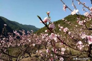 春天的玉山，峡口水库的百亩桃花 已竞相绽放，整个村庄都包围了