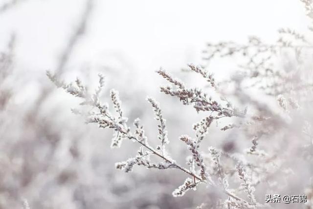 在诗词的清韵中，感受冬日独特的美