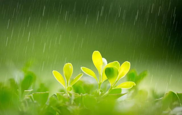 诗词丨今日雨水，静听雨打窗台，等一人归来......