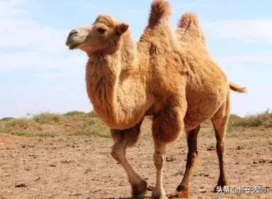 为什么在沙漠中，死后的骆驼是不能碰的，专家：用生命开玩笑
