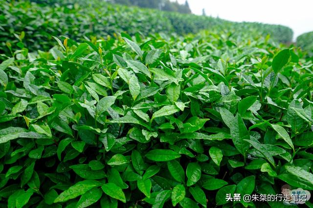 国内最著名的两个茶海 一个名叫中国茶海 一个号称中国最大的茶园