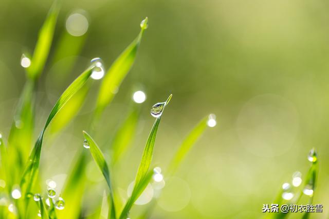 二十四节气之雨水：天一生水，东风解冻，向春入二月，花色影重重