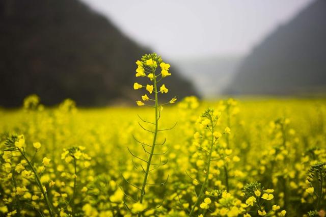 「诗词鉴赏」雨水已到，绽放在古诗词里的油菜花，花香四溢