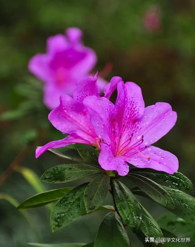 诗词里，烂漫春花朵朵开