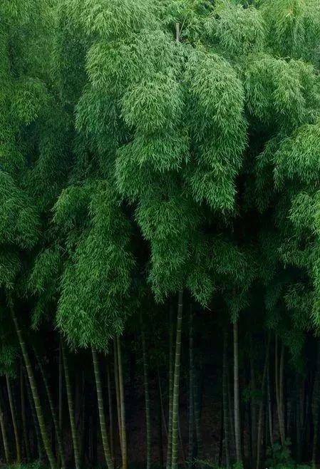 竹，庭院中的必备