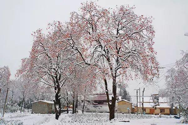 攻略 | 浙江冬日“赏雪”地图已出炉，就等南方的大雪纷飞啦