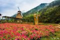 义乌出了个网红村被誉为浙江普罗旺斯，一到5月百亩紫色花海盛放