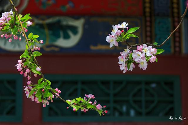 二月春雨说海棠：海棠不惜胭脂色，独立蒙蒙细雨中