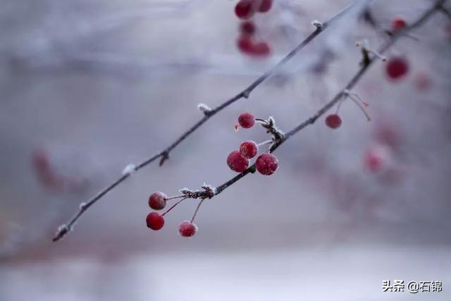在诗词的清韵中，感受冬日独特的美