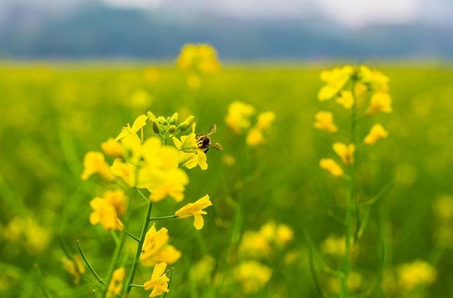 「诗词鉴赏」雨水已到，绽放在古诗词里的油菜花，花香四溢