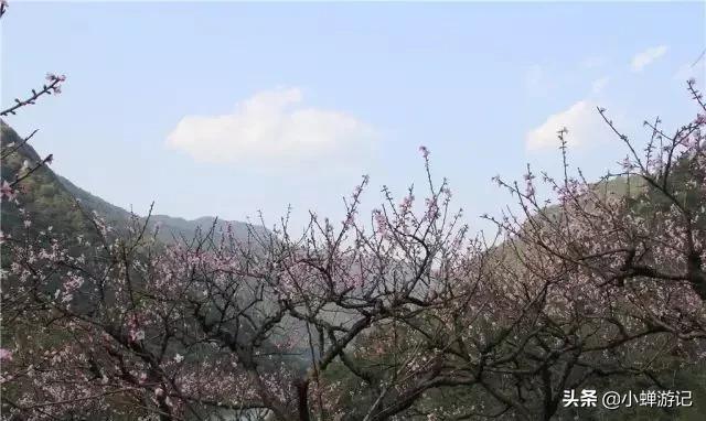 春天的玉山，峡口水库的百亩桃花 已竞相绽放，整个村庄都包围了
