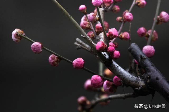 春雨读诗：数声春雨微中酒，绝好梅花大欠诗