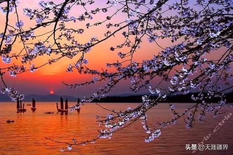 让日本记者为之惊叹的“中华第一赏樱胜地”----无锡鼋头渚