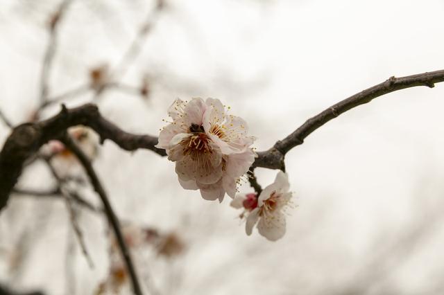 诗歌鉴赏：阴铿的《雪里梅花诗》，为孩子转发，学习